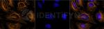 Human, IgG (H+L) SRM Secondary Antibody in Immunocytochemistry (ICC/IF)