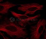 Human, IgG (H+L) SRM Secondary Antibody in Immunocytochemistry (ICC/IF)