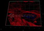 Donkey anti-Human, IgG (H+L) SRM Identifyn™ Secondary Antibody, Alexa Fluor™ 405