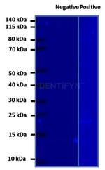 Human, IgG (H+L) SRM Secondary Antibody in Western Blot (WB)