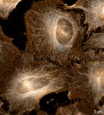 Mouse IgG, (H+L) SRM Secondary Antibody in Immunocytochemistry (ICC/IF)