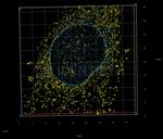Mouse IgG, (H+L) SRM Secondary Antibody in Immunocytochemistry (ICC/IF)