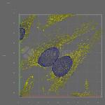 Mouse IgG, (H+L) SRM Secondary Antibody in Immunocytochemistry (ICC/IF)
