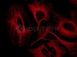 Mouse IgG, (H+L) SRM Secondary Antibody in Immunocytochemistry (ICC/IF)