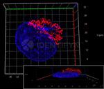 Mouse IgG, (H+L) SRM Secondary Antibody in Immunocytochemistry (ICC/IF)
