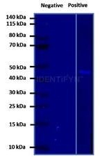 Mouse IgG, (H+L) SRM Secondary Antibody in Western Blot (WB)