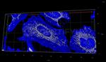 Rabbit IgG, (H+L) SRM Secondary Antibody in Immunocytochemistry (ICC/IF)