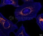Rabbit IgG, (H+L) SRM Secondary Antibody in Immunocytochemistry (ICC/IF)