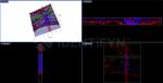 Rabbit IgG, (H+L) SRM Secondary Antibody in Immunocytochemistry (ICC/IF)