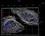 Rabbit IgG, (H+L) SRM Secondary Antibody in Immunocytochemistry (ICC/IF)
