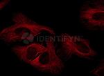 Rabbit IgG, (H+L) SRM Secondary Antibody in Immunocytochemistry (ICC/IF)
