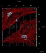 Rabbit IgG, (H+L) SRM Secondary Antibody in Immunocytochemistry (ICC/IF)