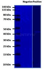 Rabbit IgG, (H+L) SRM Secondary Antibody in Western Blot (WB)