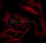 Mouse IgG, (H+L) SRM Secondary Antibody in Immunocytochemistry (ICC/IF)