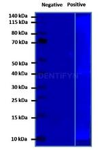 Mouse IgG, (H+L) SRM Secondary Antibody in Western Blot (WB)