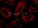 Rabbit IgG, (H+L) SRM Secondary Antibody in Immunocytochemistry (ICC/IF)