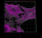 Rabbit IgG, (H+L) SRM Secondary Antibody in Immunocytochemistry (ICC/IF)