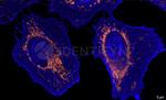 Rabbit IgG, (H+L) SRM Secondary Antibody in Immunocytochemistry (ICC/IF)