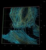 Rabbit IgG, (H+L) SRM Secondary Antibody in Immunocytochemistry (ICC/IF)