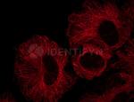 Rabbit IgG, (H+L) SRM Secondary Antibody in Immunocytochemistry (ICC/IF)