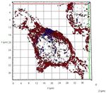 Rabbit IgG, (H+L) SRM Secondary Antibody in Immunocytochemistry (ICC/IF)