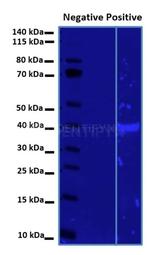 Rabbit IgG, (H+L) SRM Secondary Antibody in Western Blot (WB)