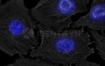 Mouse IgG, (H+L) SRM Secondary Antibody in Immunocytochemistry (ICC/IF)