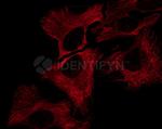 Mouse IgG, (H+L) SRM Secondary Antibody in Immunocytochemistry (ICC/IF)