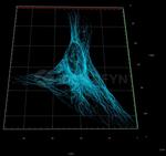 Mouse IgG, (H+L) SRM Secondary Antibody in Immunocytochemistry (ICC/IF)