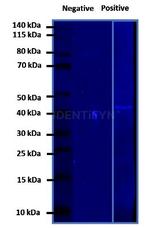 Mouse IgG, (H+L) SRM Secondary Antibody in Western Blot (WB)