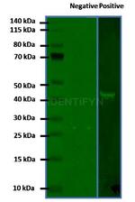 Mouse, IgG (H+L), (Subclasses 1+2a+2b+3), Fcy Fragment Specific SRM Secondary Antibody in Western Blot (WB)