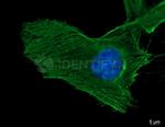Rabbit IgG, (H+L) SRM Secondary Antibody in Immunocytochemistry (ICC/IF)