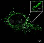 Rabbit IgG, (H+L) SRM Secondary Antibody in Immunocytochemistry (ICC/IF)