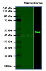 Rabbit IgG, (H+L) SRM Secondary Antibody in Western Blot (WB)