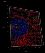 Human IgG, (H+L) SRM Secondary Antibody in Immunocytochemistry (ICC/IF)