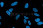 Human IgG, (H+L) SRM Secondary Antibody in Immunocytochemistry (ICC/IF)