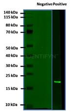 Human IgG, (H+L) SRM Secondary Antibody in Western Blot (WB)