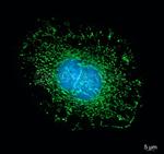 Mouse, IgG (H+L) SRM Secondary Antibody in Immunocytochemistry (ICC/IF)