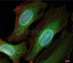 Donkey anti-Mouse, IgG (H+L) SRM Identifyn™ Secondary Antibody, Alexa Fluor™ 488