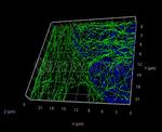 Mouse, IgG (H+L) SRM Secondary Antibody in Immunocytochemistry (ICC/IF)