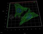 Mouse, IgG (H+L) SRM Secondary Antibody in Immunocytochemistry (ICC/IF)