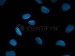 Mouse, IgG (H+L) SRM Secondary Antibody in Immunocytochemistry (ICC/IF)