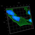 Mouse, IgG (H+L) SRM Secondary Antibody in Immunocytochemistry (ICC/IF)