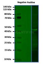 Mouse, IgG (H+L) SRM Secondary Antibody in Western Blot (WB)