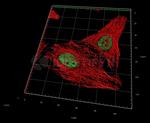 Human, IgG (H+L) SRM Secondary Antibody in Immunocytochemistry (ICC/IF)