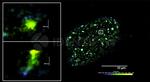 Human, IgG (H+L) SRM Secondary Antibody in Immunocytochemistry (ICC/IF)