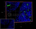 Human, IgG (H+L) SRM Secondary Antibody in Immunocytochemistry (ICC/IF)