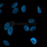 Human, IgG (H+L) SRM Secondary Antibody in Immunocytochemistry (ICC/IF)