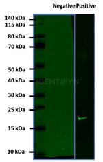 Human, IgG (H+L) SRM Secondary Antibody in Western Blot (WB)