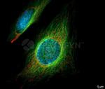 Mouse IgG, (H+L) SRM Secondary Antibody in Immunocytochemistry (ICC/IF)